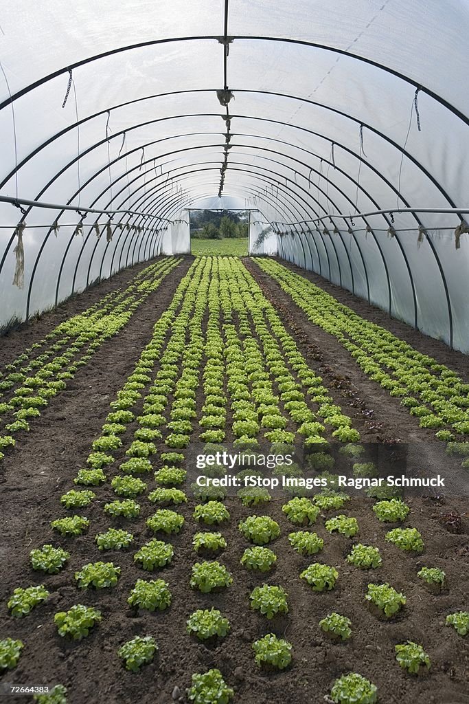 Vegetables planted in greenhouse