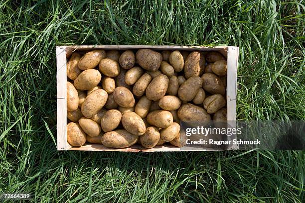 crate of potatoes on grass - crate stock pictures, royalty-free photos & images