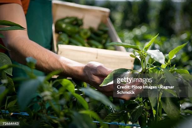 hand examining crop - hand picking up stock pictures, royalty-free photos & images