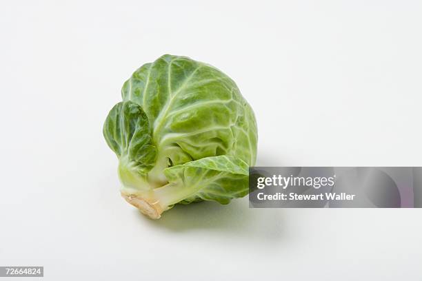 brussels sprout - brussels sprout stock pictures, royalty-free photos & images