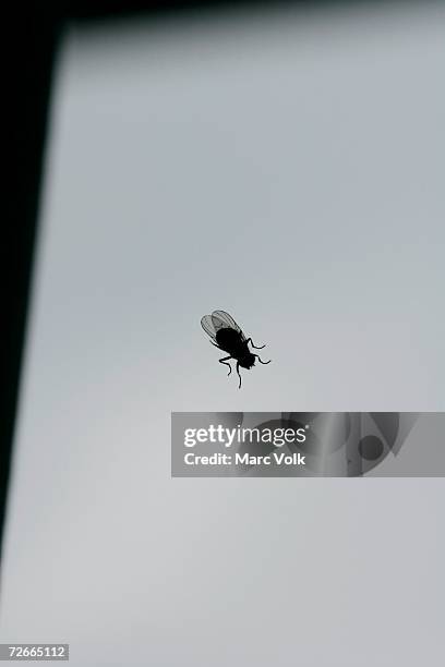 housefly on a window - house fly stock pictures, royalty-free photos & images