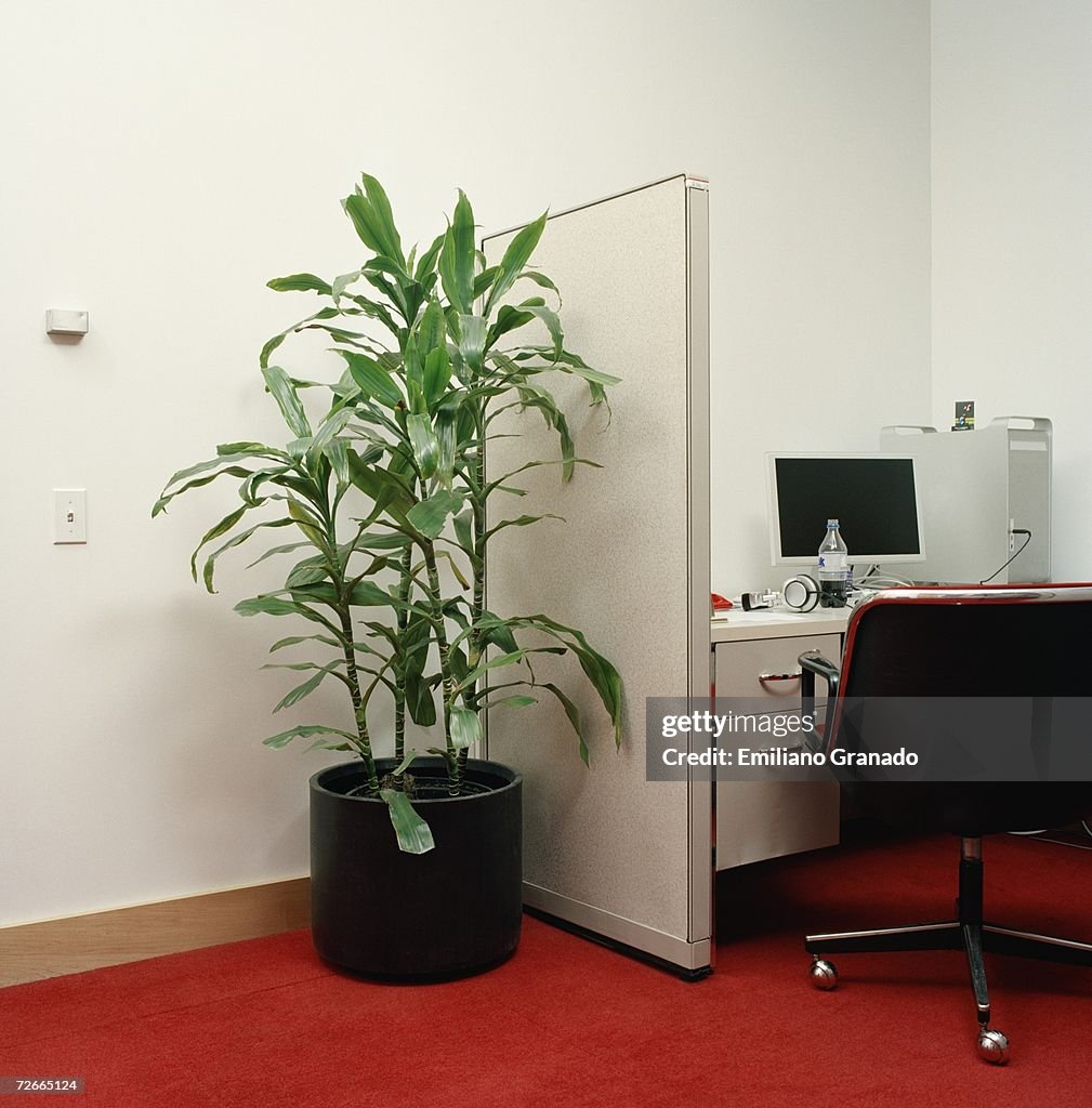 Potted plant next to office cubicle