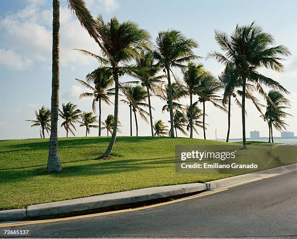 palm trees on grass by roadside - curb stock pictures, royalty-free photos & images