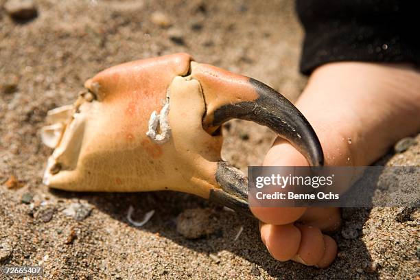 crab claw pinching human foot - つねる ストックフォトと画像