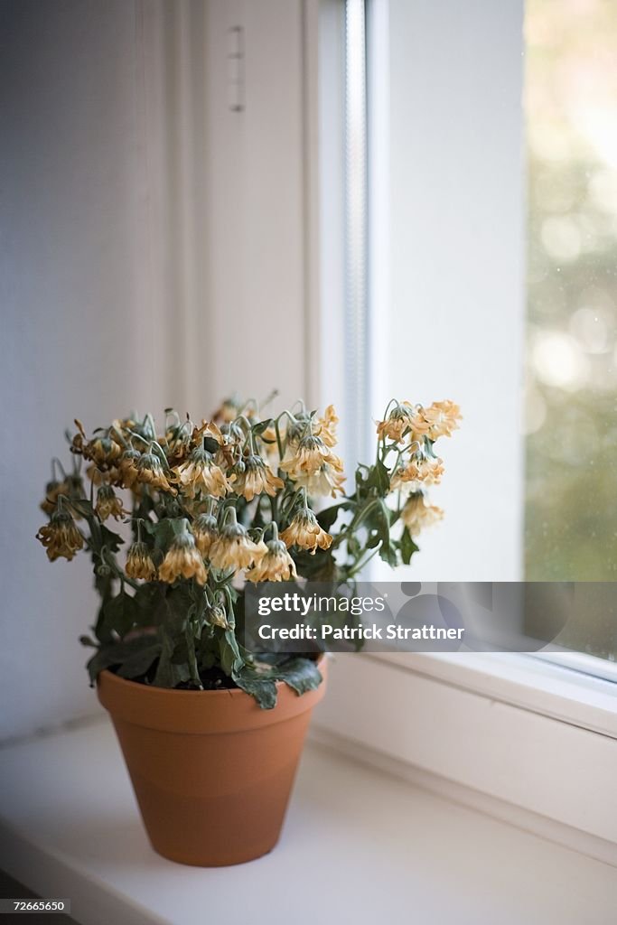 Wilted flowers in terracotta pot on window sill