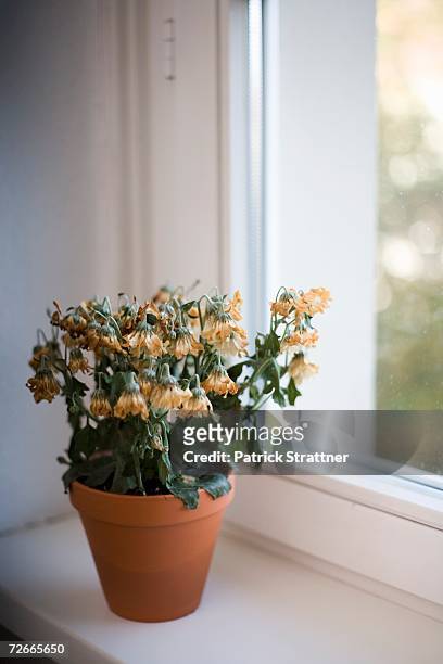 wilted flowers in terracotta pot on window sill - cesar flores fotografías e imágenes de stock