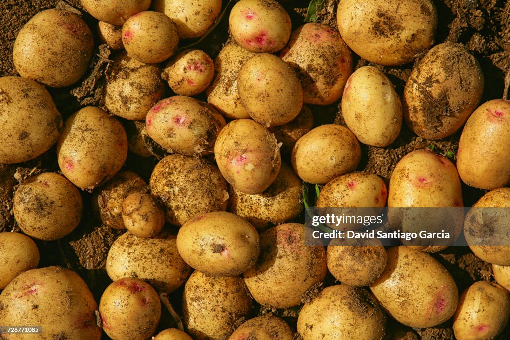 A Pile Of Potatoes On Farm In The Las Vegas Area Of Abona