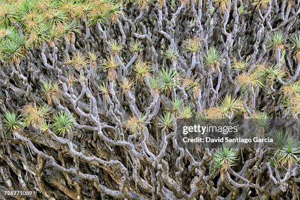 close-up of a dragon trees in icod de los vinos, tenerife island - dragon tree stock pictures, royalty-free photos & images
