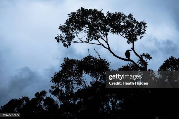 a crow sitting in a tree at about 1000m elevation at cradle mountain. - 1000 2016 stock pictures, royalty-free photos & images