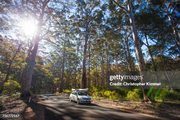 a car with kayak driving on caves road through the boranup forest, western australia - western australia fotografías e imágenes de stock