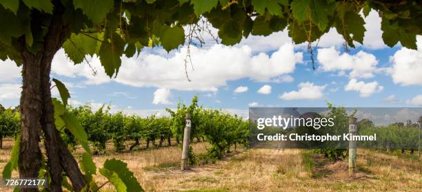 a perfectly manicured vineyard at margaret river, western australia - margaret river australia photos et images de collection