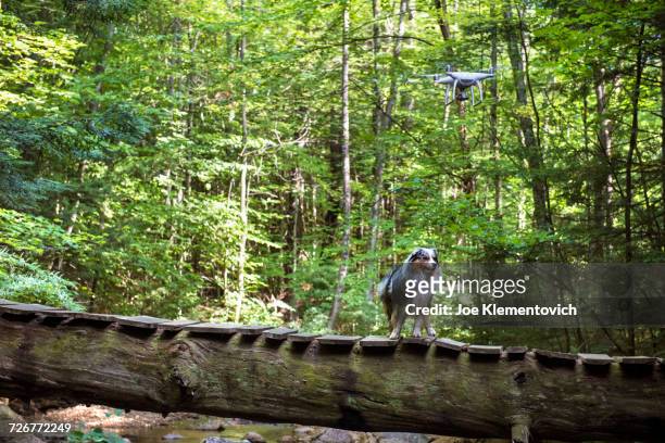 drone and dog near a bridge in teh woods - octocóptero fotografías e imágenes de stock