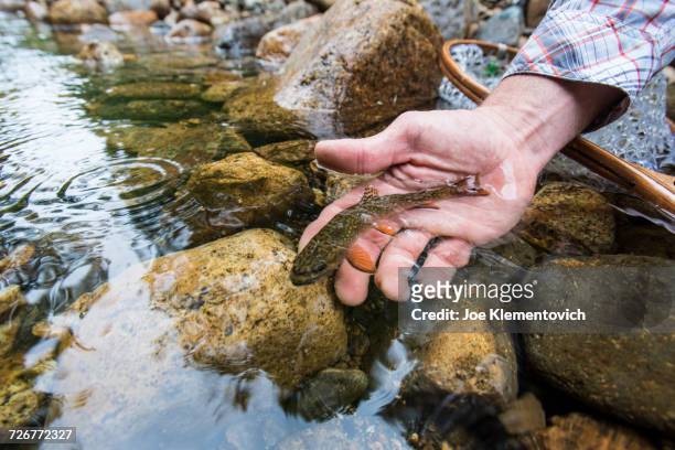 person hand releasing a small wild brook trout in a rocky stream - brook trout stock pictures, royalty-free photos & images