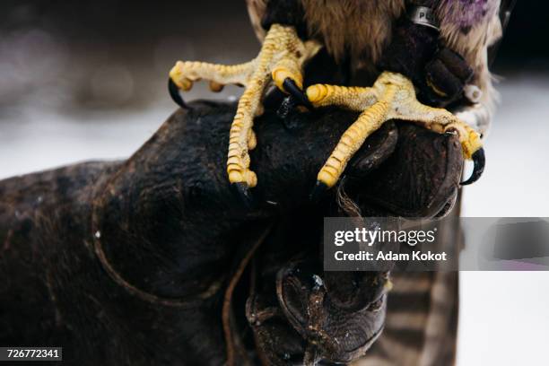 close-up of falcon leg balancing on the hand of falconer - animal finger stockfoto's en -beelden