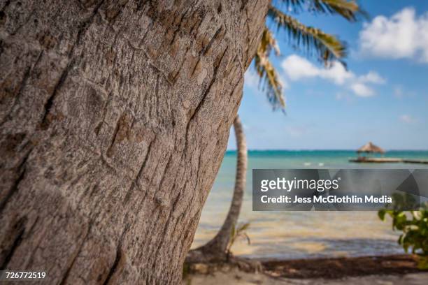 palm trees along the caribbean in belize - ambergris caye bildbanksfoton och bilder
