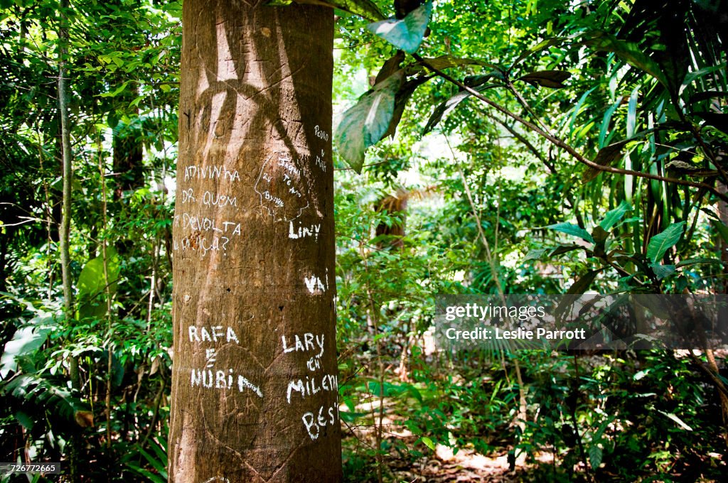 Names Carved And Marked On A Tree Trunk In A Park