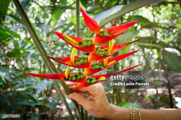 hand holding a heliconia flower with seeds - hawaiian heliconia stock pictures, royalty-free photos & images