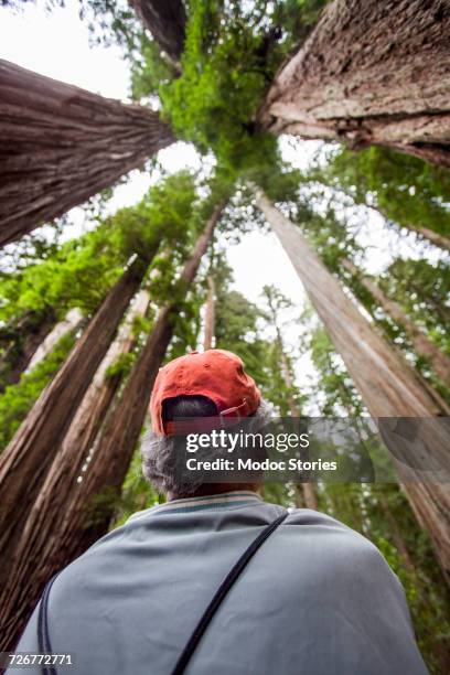an older man looks up at the towering trees above in redwood national park, ca. - jedediah smith redwoods state park stock pictures, royalty-free photos & images