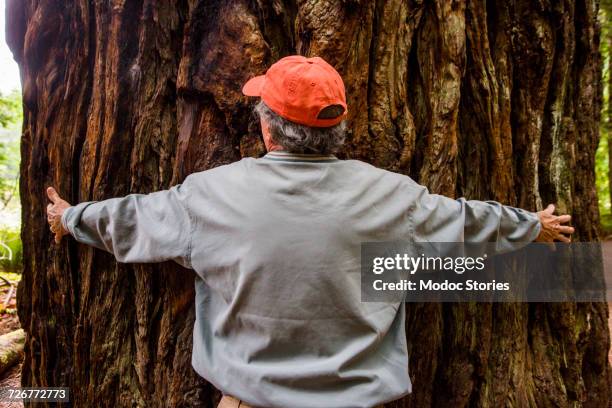 an older man hugs a giant redwood tree in redwoods national park, ca. - jedediah smith redwoods state park stock pictures, royalty-free photos & images