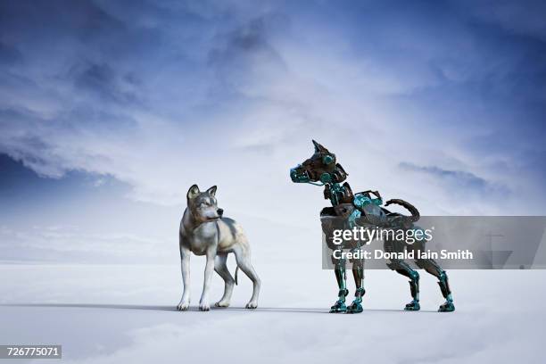 dog looking at robot dog - augmented reality animal stock-fotos und bilder