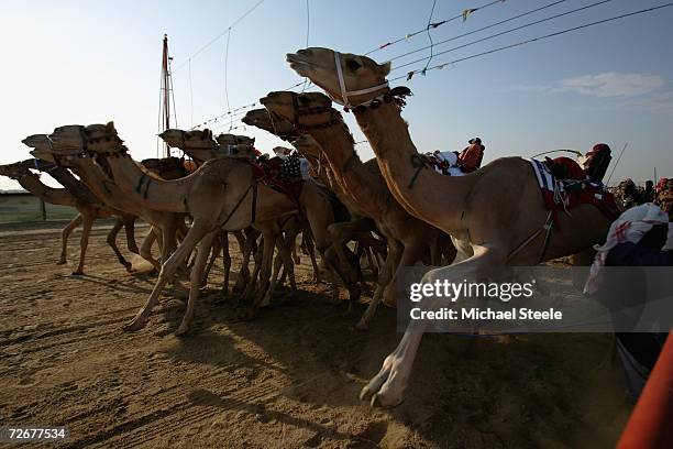 Camels Being Ridden Al Shahaniya Photos and Premium High Res Pictures - Getty Images