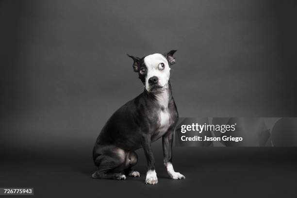 portrait of dog looking away - scared dog stock pictures, royalty-free photos & images