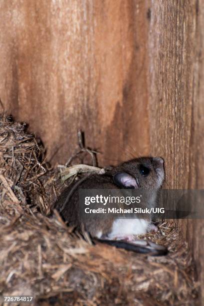 white-footed mouse - peromyscus leucopus imagens e fotografias de stock
