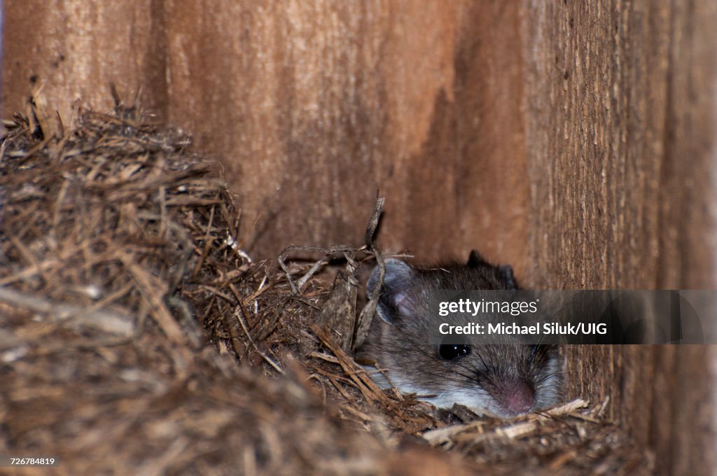 White-footed Mouse