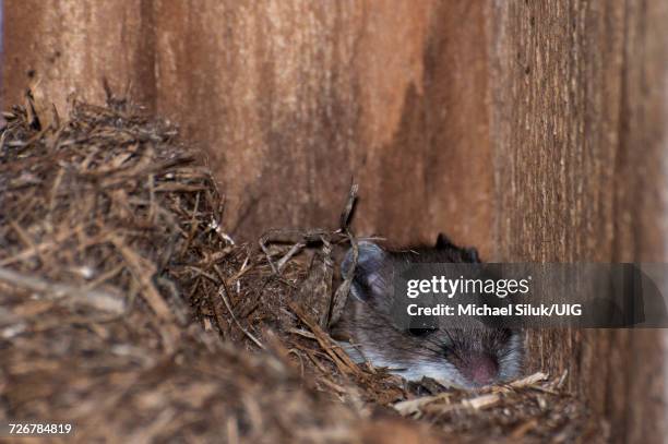 white-footed mouse - topo dalle zampe bianche foto e immagini stock