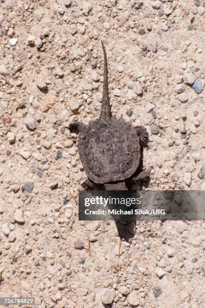 baby snapping turtle - カミツキガメ ストックフォトと画像