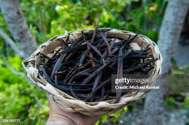 close up of vanilla plants on a vanilla plantation (vanilla planifolia), ouvea, loyalty islands, new caledonia, pacific - pacific stock pictures, royalty-free photos & images