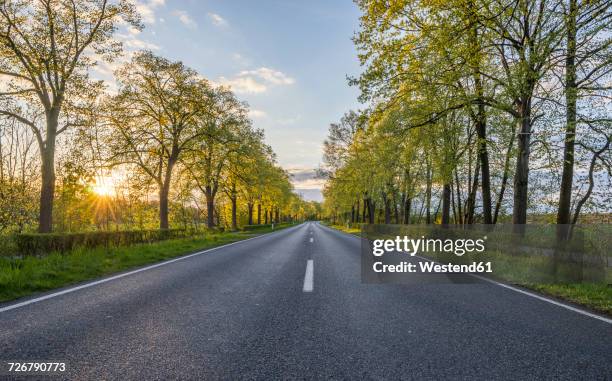 empty treelined street at sunset - avenue stock pictures, royalty-free photos & images