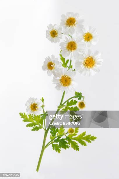 chamomile - pianta di camomilla foto e immagini stock