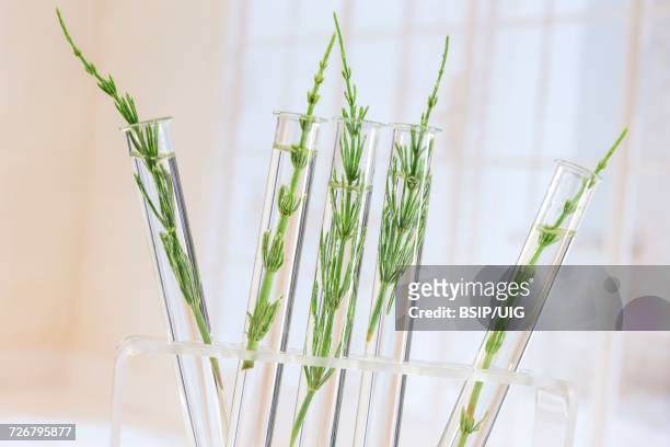 herbal medicine - equisetum arvense stock pictures, royalty-free photos & images
