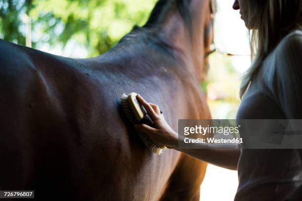 young woman grooming horse - brushing stock pictures, royalty-free photos & images