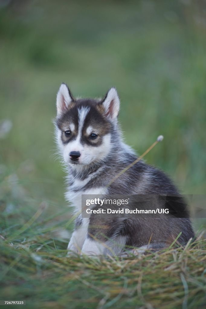 Greenland dog puppy, portrait.