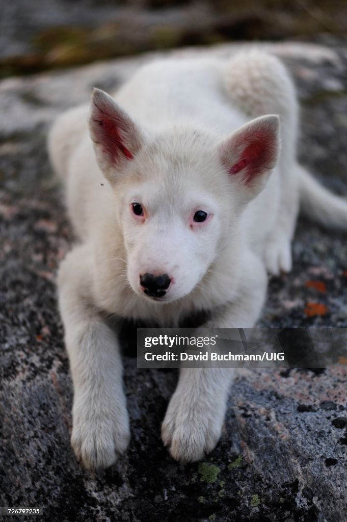 Greenlandic dog looking attentive