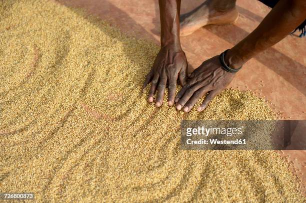 burkina faso, village koungo, woman spreading out sorghum grains to dry in the sunshine - miglio foto e immagini stock
