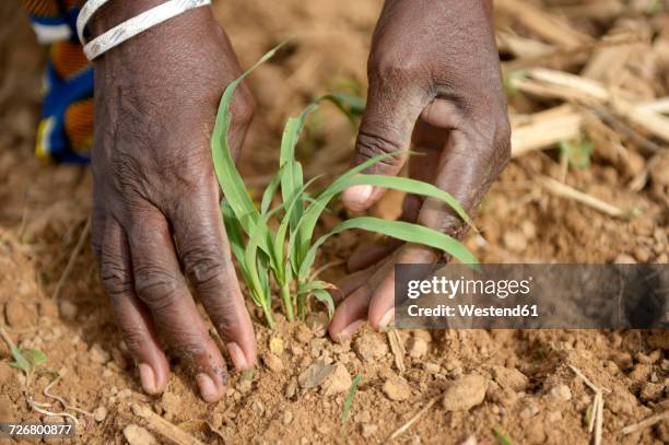 burkina faso, village koungo, woman planting sorghum plant - ethnicity fotografías e imágenes de stock