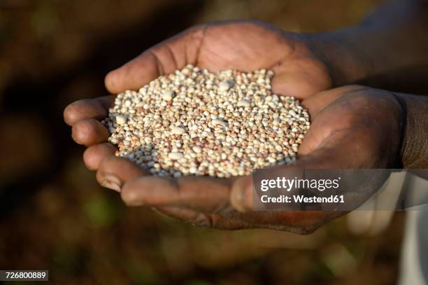 burkina faso, zambele, hands holding sorghum grains and beans - durra bildbanksfoton och bilder