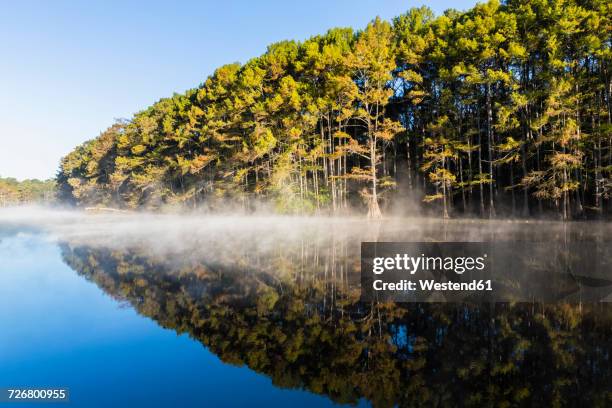 usa, texas, louisiana, caddo lake, big cypress bayou, bald cypress forest - bald cypress tree 個照片及圖片檔