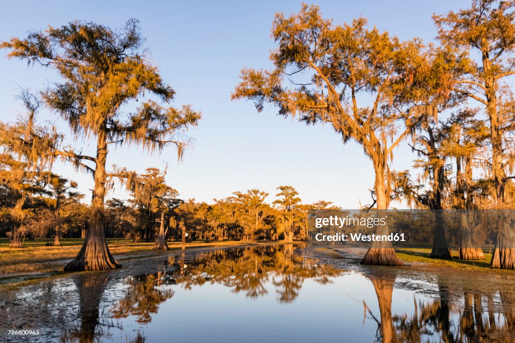 USA, Texas, Louisiana, Caddo Lake, bald cypress forest