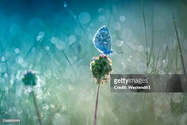 common blue on blossom bud at backlight - schmetterling stock-fotos und bilder