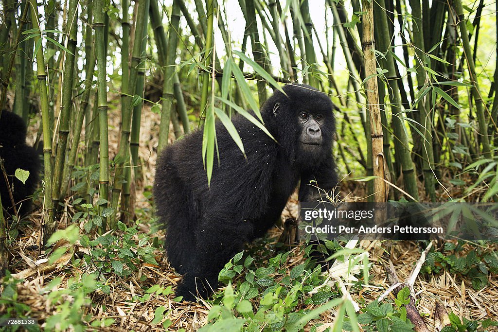 COG: Endangered Gorillas