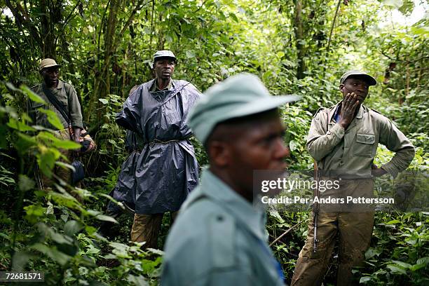 Unidentified rangers walk in the forest looking for endangered mountain Gorillas on September 30, 2006 in the Virunga National Park outside Goma,...