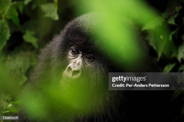 An endangered mountain Gorilla looks through some bushes on September 30, 2006 in the Virunga National Park outside Goma, DRC. Only bout 380 of these...