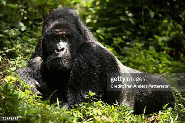 COG: Endangered Gorillas COG: Endangered Gorillas