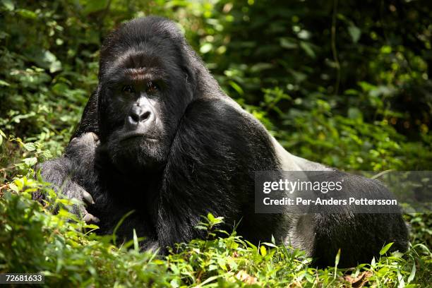 An endangered mountain Silverback Gorilla rests in the forest on September 30, 2006 in the Virunga National Park outside Goma, DRC. Only about 380 of...