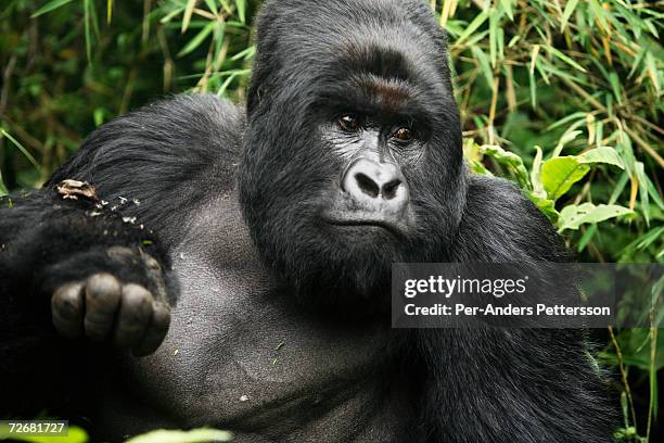 An endangered mountain Silverback Gorilla plays in the forest on September 30, 2006 in the Virunga National Park outside Goma, DRC. Only about 380 of...