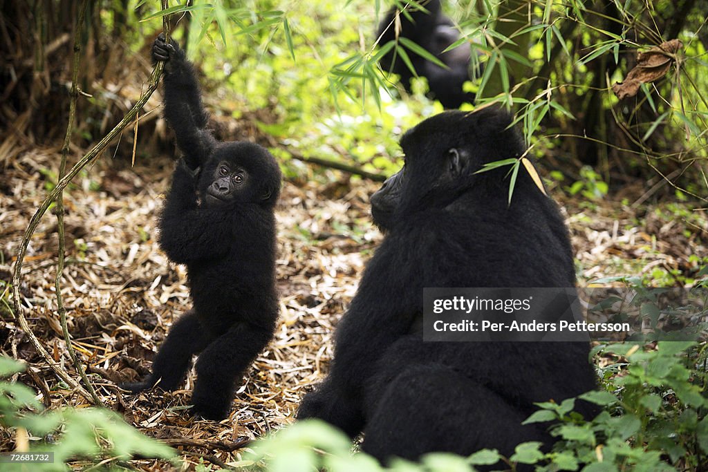 COG: Endangered Gorillas